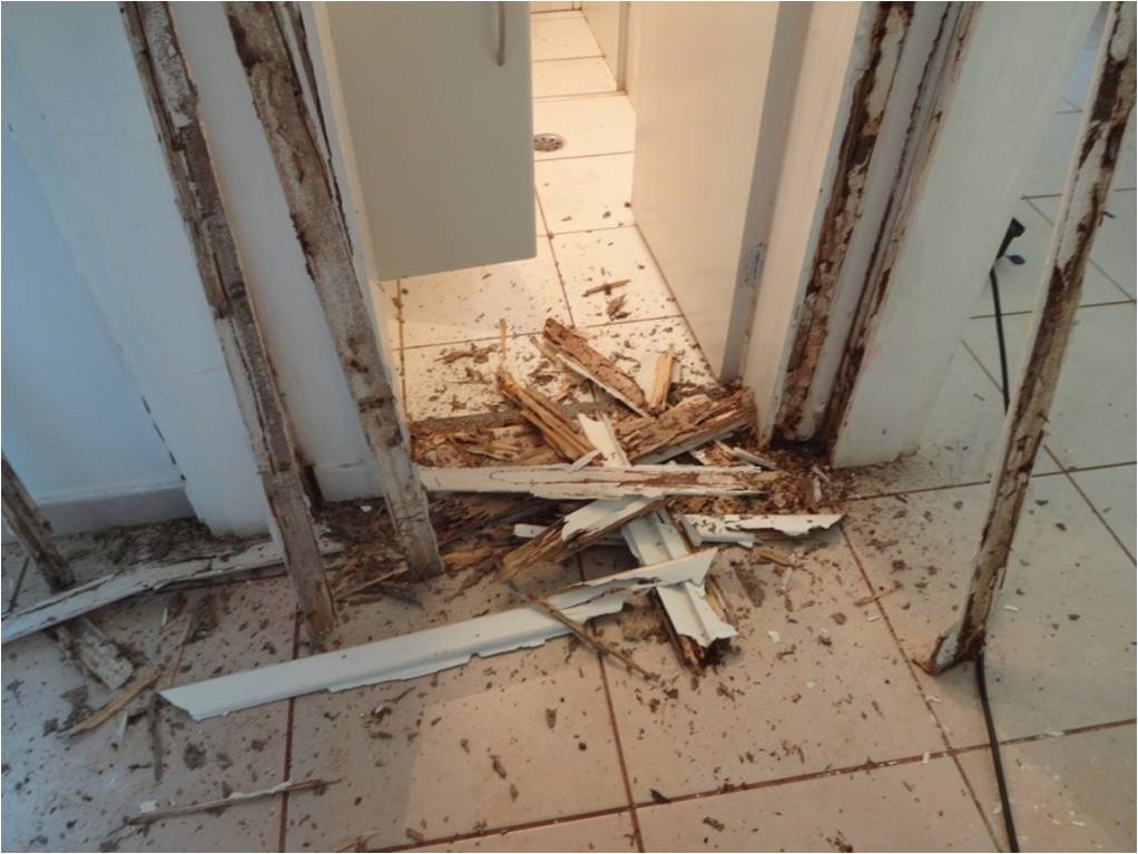 Batente destruído por cupim, com madeira estilhaçada espalhada pelo piso